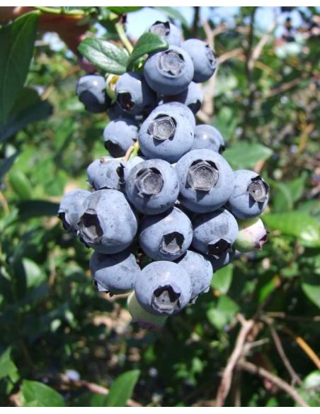 'Earliblue' - borówka amerykańska
Vaccinium corymbosum 'Earliblue'