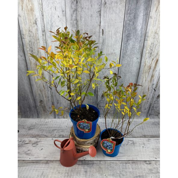 'Earliblue' - borówka amerykańska
Vaccinium corymbosum 'Earliblue'