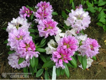 Różanecznik Caroline Allbrook 2