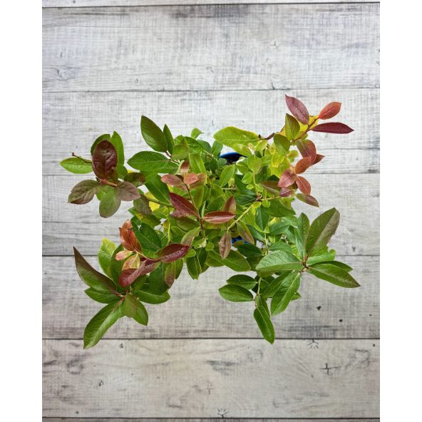 'Earliblue' - borówka amerykańska
Vaccinium corymbosum 'Earliblue'