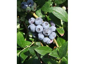 'Elizabeth' - borówka amerykanska
Vaccinium corymbosum 'Elizabeth'