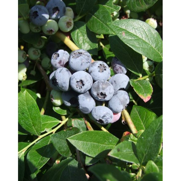 'Elizabeth' - borówka amerykanska
Vaccinium corymbosum 'Elizabeth'