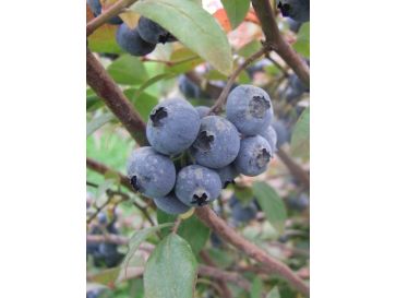 'Elliott' - borówka amerykańska
Vaccinium corymbosum 'Elliott'