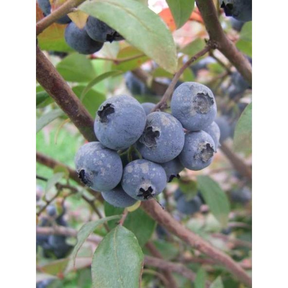 'Elliott' - borówka amerykańska
Vaccinium corymbosum 'Elliott'