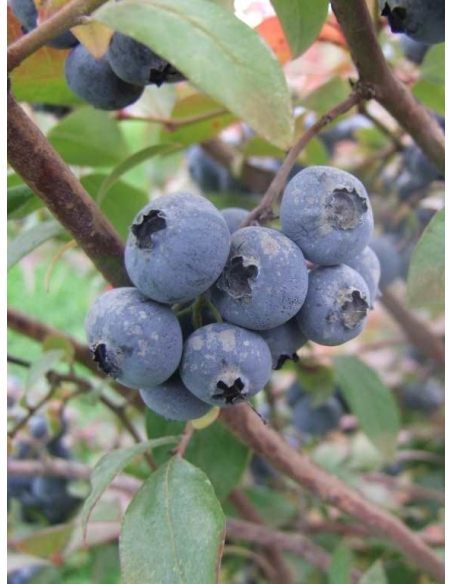 'Elliott' - borówka amerykańska
Vaccinium corymbosum 'Elliott'