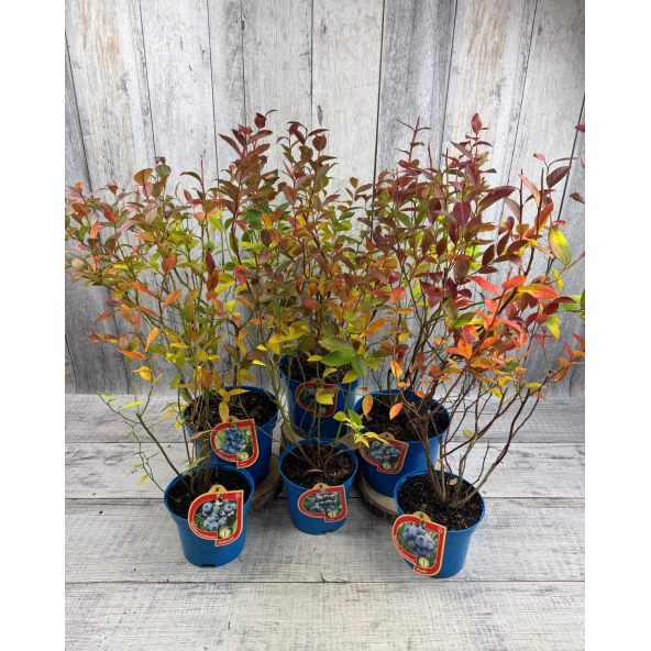 'Elliott' - borówka amerykańska
Vaccinium corymbosum 'Elliott'