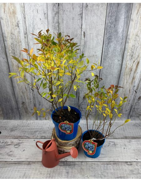 'Elliott' - borówka amerykańska
Vaccinium corymbosum 'Elliott'