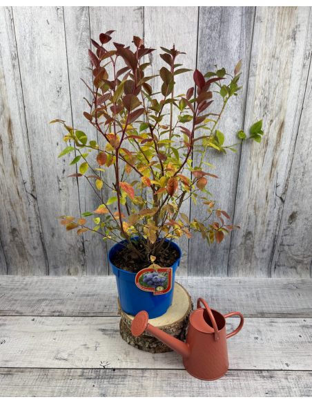 'Elliott' - borówka amerykańska
Vaccinium corymbosum 'Elliott'