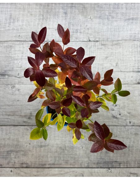 'Elliott' - borówka amerykańska
Vaccinium corymbosum 'Elliott'