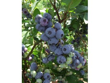 'Goldtraube' - borówka amerykańska
Vaccinium corymbosum 'Goldtraube'