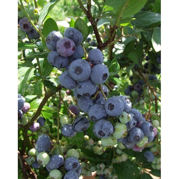 'Goldtraube' - borówka amerykańska
Vaccinium corymbosum 'Goldtraube'