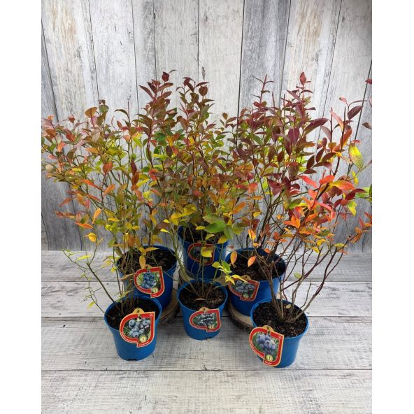 'Goldtraube' - borówka amerykańska
Vaccinium corymbosum 'Goldtraube'