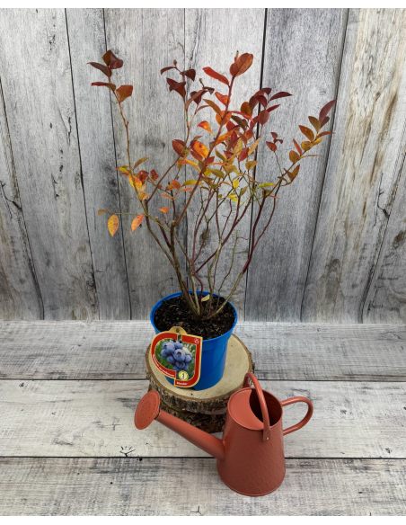 'Goldtraube' - borówka amerykańska
Vaccinium corymbosum 'Goldtraube'