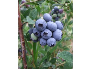 'Hardyblue' - borówka amerykańska
Vaccinium corymbosum 'Hardyblue'