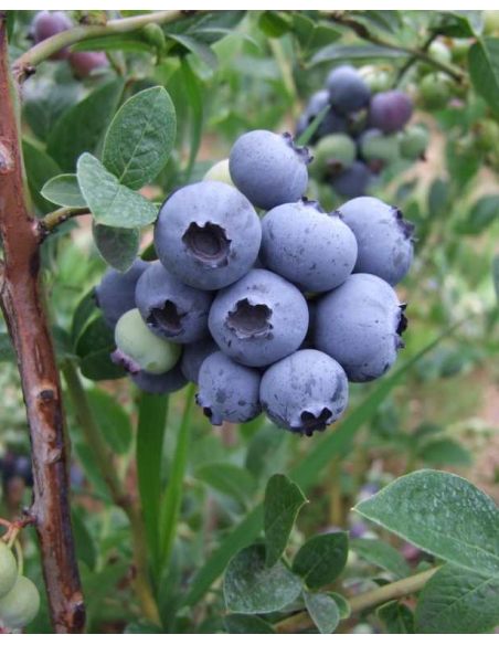 'Hardyblue' - borówka amerykańska
Vaccinium corymbosum 'Hardyblue'