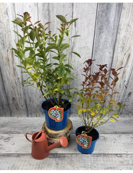 'Hardyblue' - borówka amerykańska
Vaccinium corymbosum 'Hardyblue'