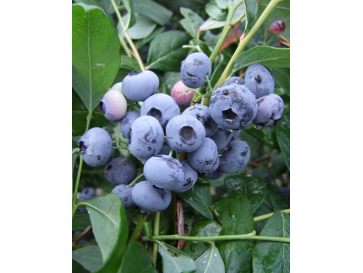 'Legacy' - borówka amerykańska
Vaccinium corymbosum 'Legacy'