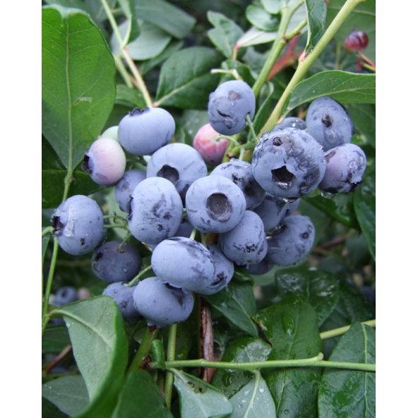 'Legacy' - borówka amerykańska
Vaccinium corymbosum 'Legacy'