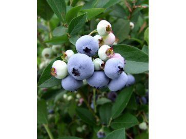 'Liberty' - borówka amerykańska
Vaccinium corymbosum 'Liberty'