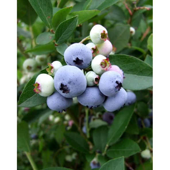 'Liberty' - borówka amerykańska
Vaccinium corymbosum 'Liberty'
