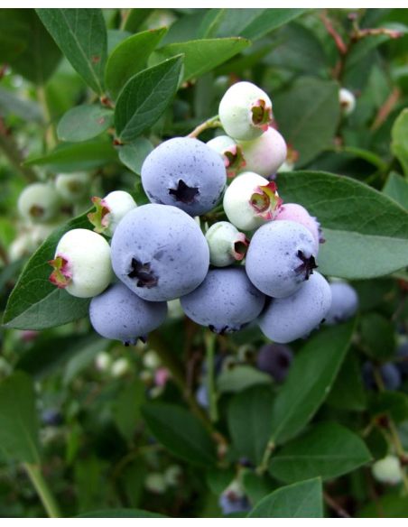 'Liberty' - borówka amerykańska
Vaccinium corymbosum 'Liberty'