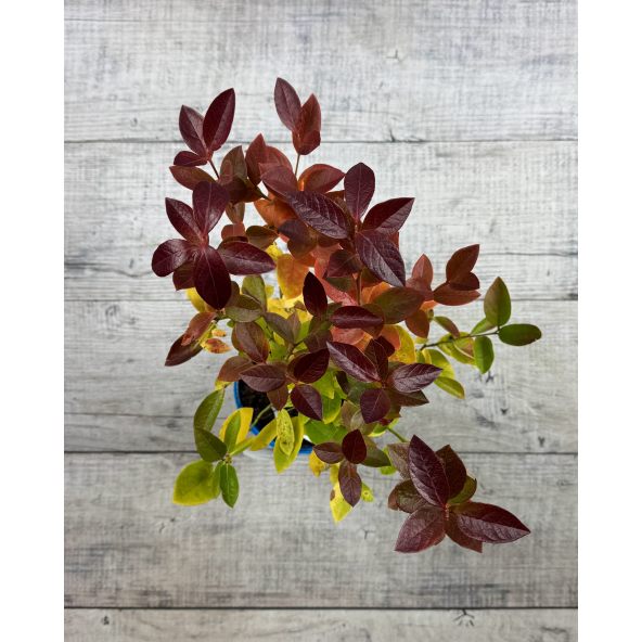 'Liberty' - borówka amerykańska
Vaccinium corymbosum 'Liberty'