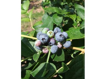 'Nelson' - borówka amerykańska
Vaccinium corymbosum 'Nelson'