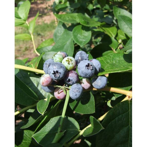 'Nelson' - borówka amerykańska
Vaccinium corymbosum 'Nelson'