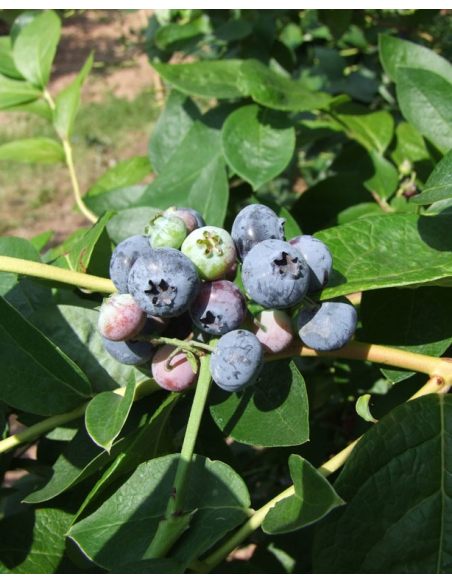 'Nelson' - borówka amerykańska
Vaccinium corymbosum 'Nelson'