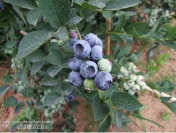 Borówka amerykańska Bluegold 2