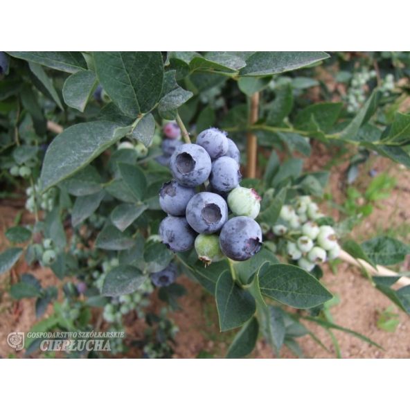 Borówka amerykańska Bluegold