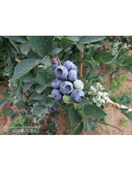 Borówka amerykańska Bluegold Borówka amerykańska Bluegold