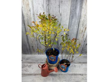 'Ozark Blue' - borówka amerykańska
Vaccinium corymbosum 'Ozark Blue' 2