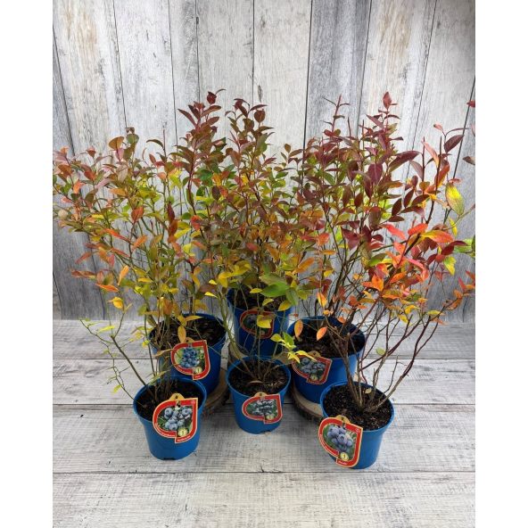 'Ozark Blue' - borówka amerykańska
Vaccinium corymbosum 'Ozark Blue'