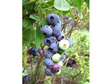 'Patriot' - borówka amerykańska
Vaccinium corymbosum 'Patriot'