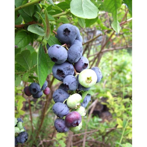 'Patriot' - borówka amerykańska
Vaccinium corymbosum 'Patriot'