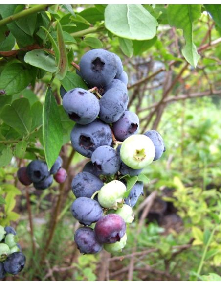 'Patriot' - borówka amerykańska
Vaccinium corymbosum 'Patriot'