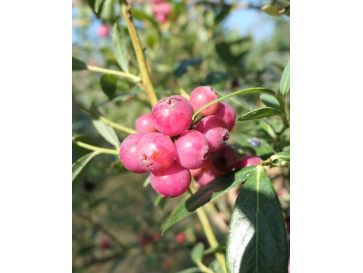 'Pink Lemonade' - borówka amerykańska
Vaccinium corymbosum 'Pink Lemonade'