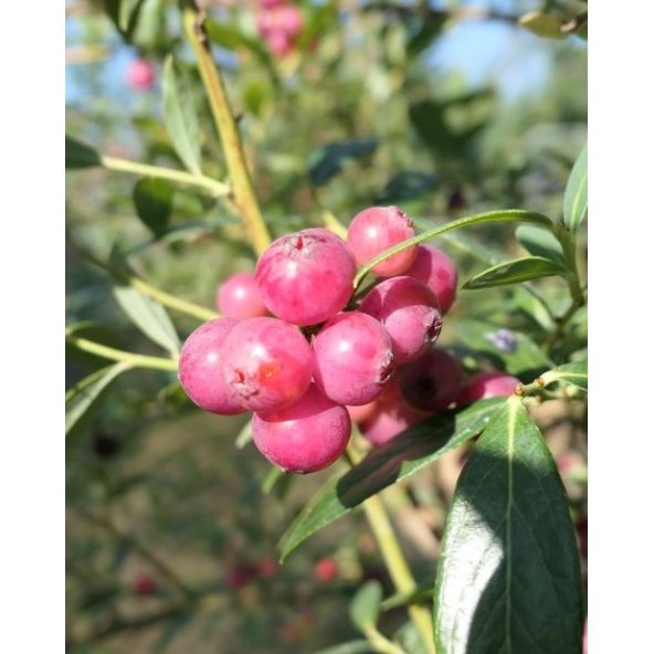 'Pink Lemonade' - borówka amerykańska
Vaccinium corymbosum 'Pink Lemonade'