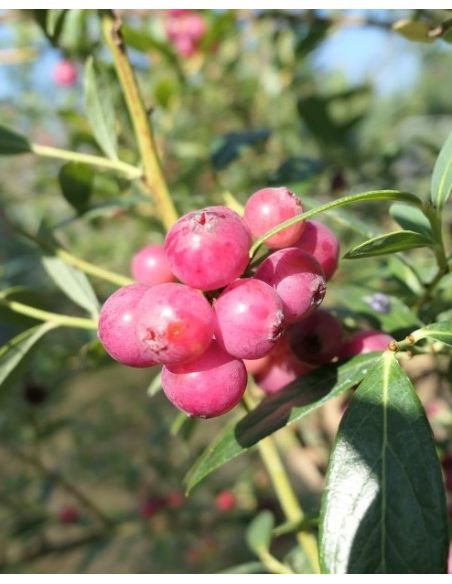 'Pink Lemonade' - borówka amerykańska
Vaccinium corymbosum 'Pink Lemonade'