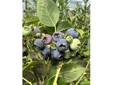 'Puru' - borówka amerykańska
Vaccinium corymbosum 'Puru'