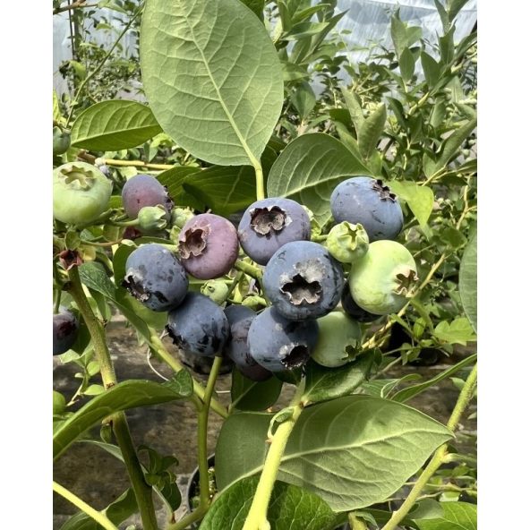 'Puru' - borówka amerykańska
Vaccinium corymbosum 'Puru'