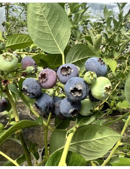 'Puru' - borówka amerykańska
Vaccinium corymbosum 'Puru'