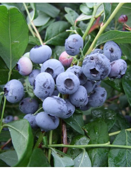 'Sierra' - borówka amerykanska
Vaccinium corymbosum 'Sierra'