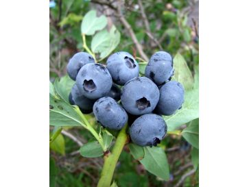 'Spartan' - borówka amerykańska
Vaccinium corymbosum 'Spartan'