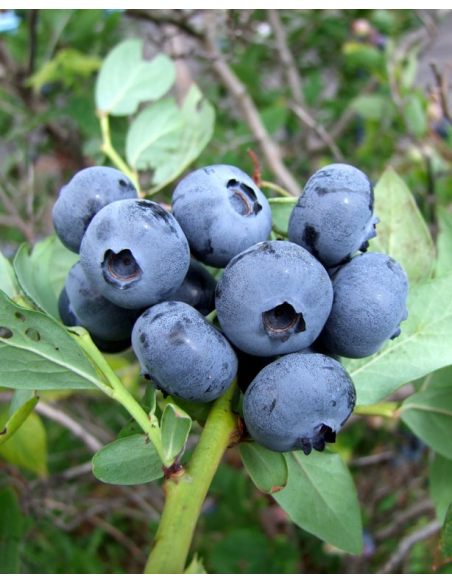 'Spartan' - borówka amerykańska
Vaccinium corymbosum 'Spartan'