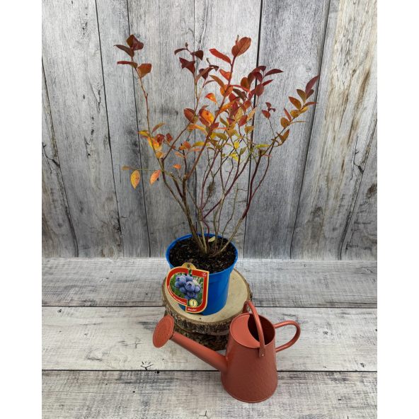 'Spartan' - borówka amerykańska
Vaccinium corymbosum 'Spartan'