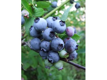 'Toro' - borówka amerykańska
Vaccinium corymbosum 'Toro'