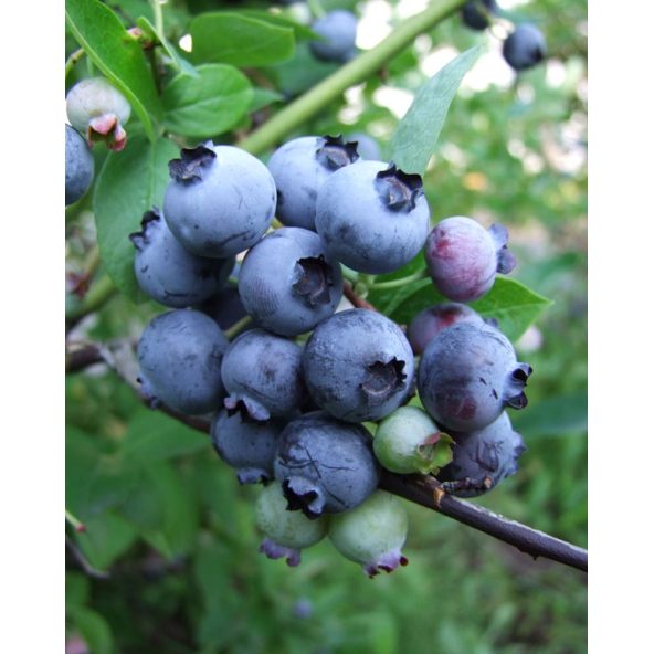 'Toro' - borówka amerykańska
Vaccinium corymbosum 'Toro'