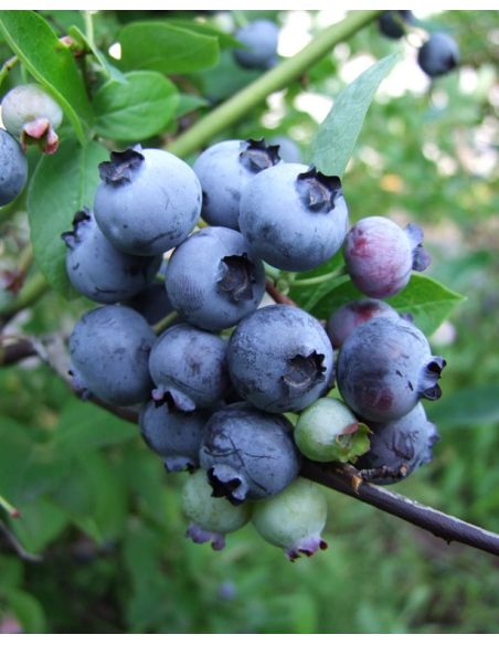 'Toro' - borówka amerykańska
Vaccinium corymbosum 'Toro'